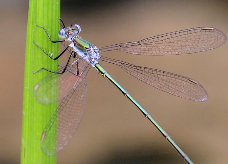 Photo of Swamp Spreadwing