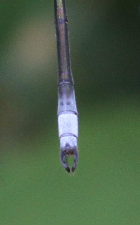 Photo of Swamp Spreadwing