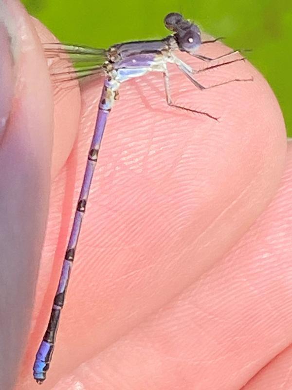 Photo of Variable Dancer (Violet Dancer ssp.)