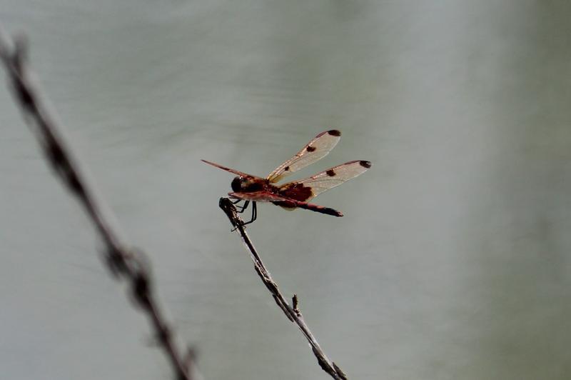 Photo of Calico Pennant