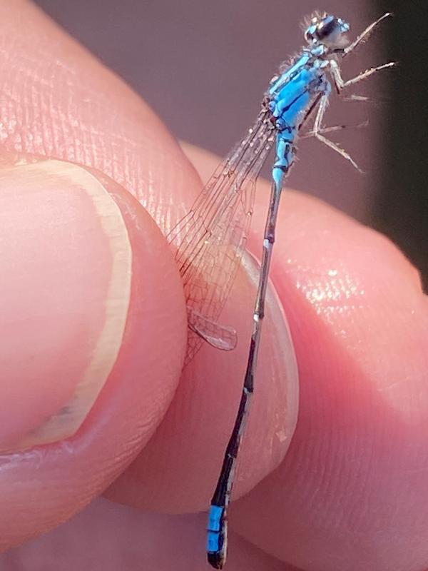 Photo of Skimming Bluet