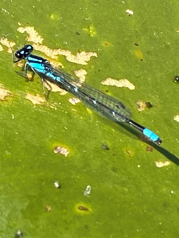 Photo of Skimming Bluet