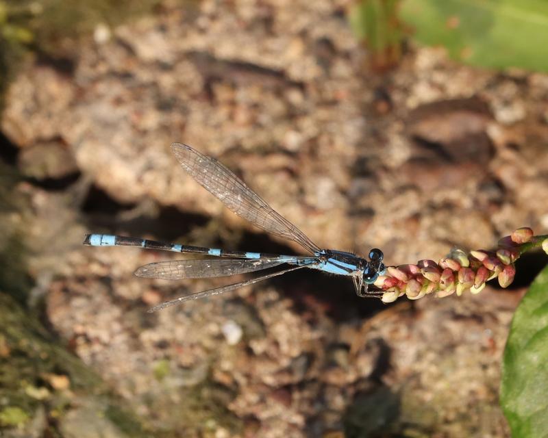 Photo of Tule Bluet