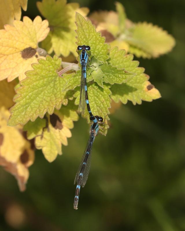 Photo of Tule Bluet