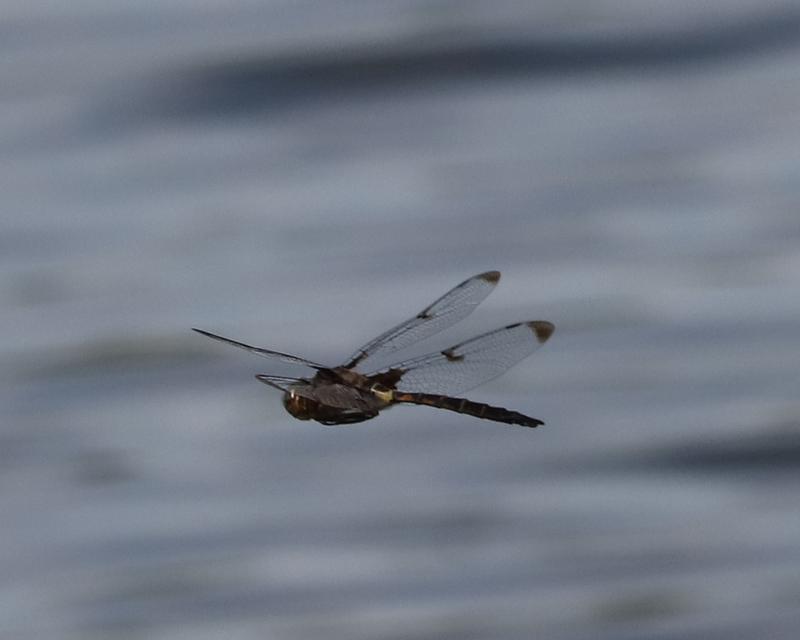 Photo of Prince Baskettail