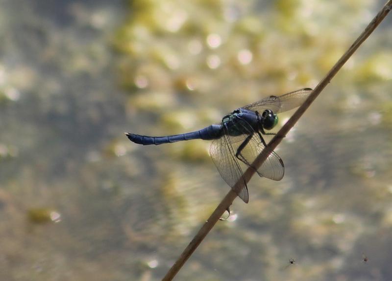 Photo of Eastern Pondhawk