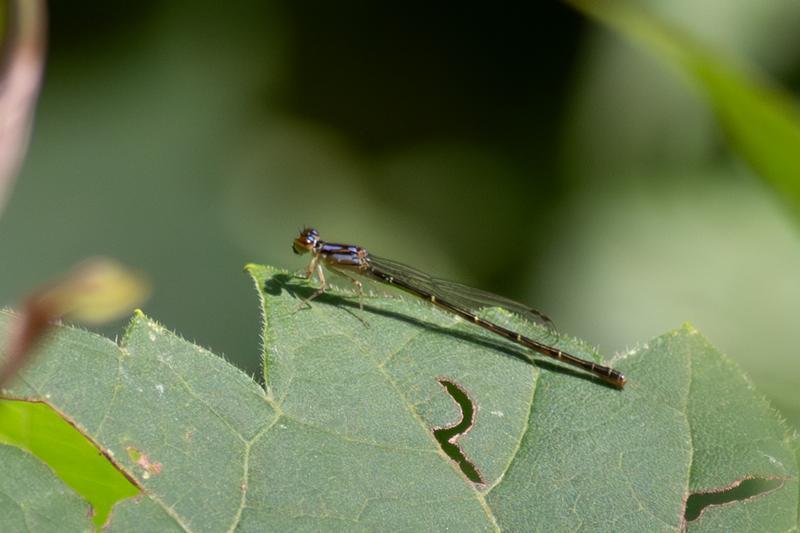 Photo of Fragile Forktail