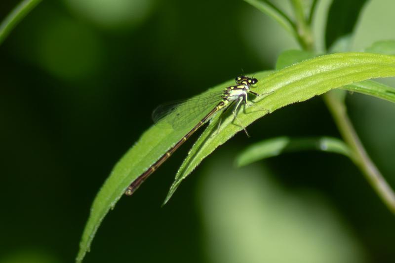 Photo of Fragile Forktail