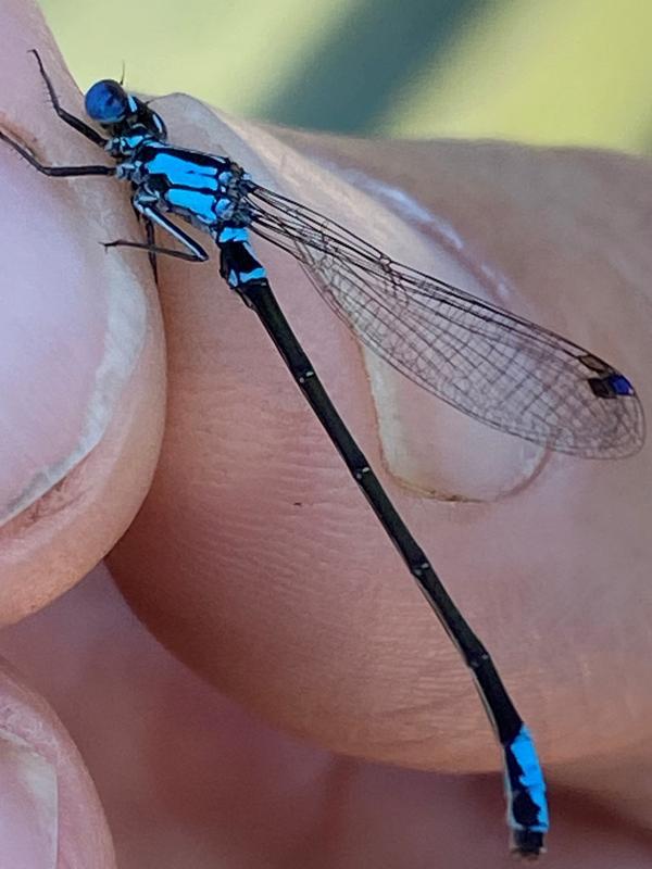 Photo of Lilypad Forktail