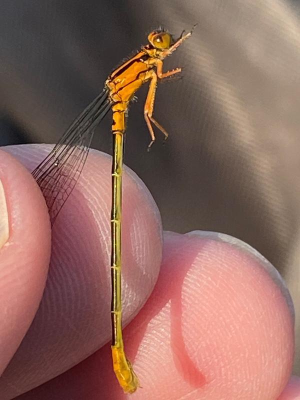 Photo of Lilypad Forktail