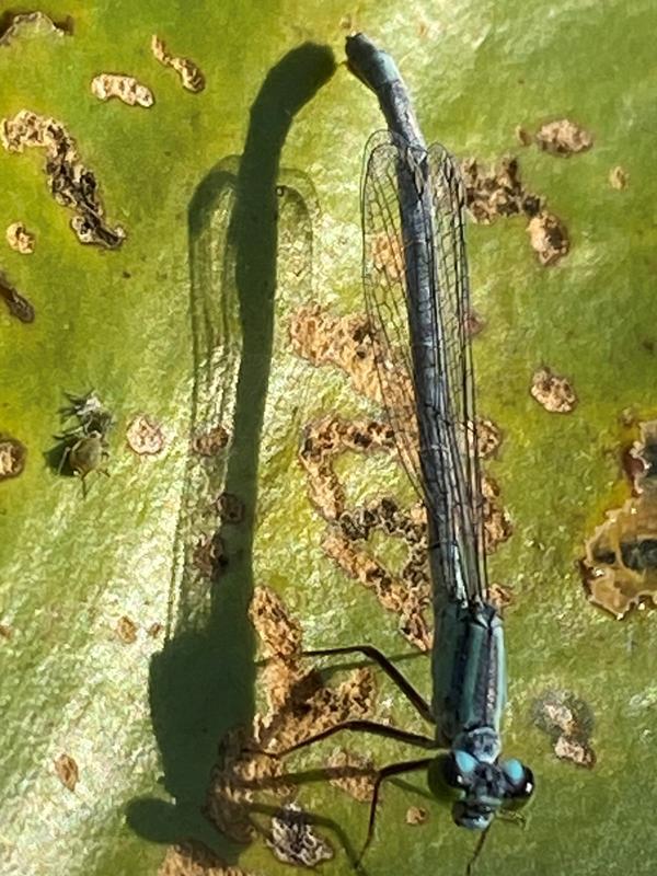 Photo of Lilypad Forktail