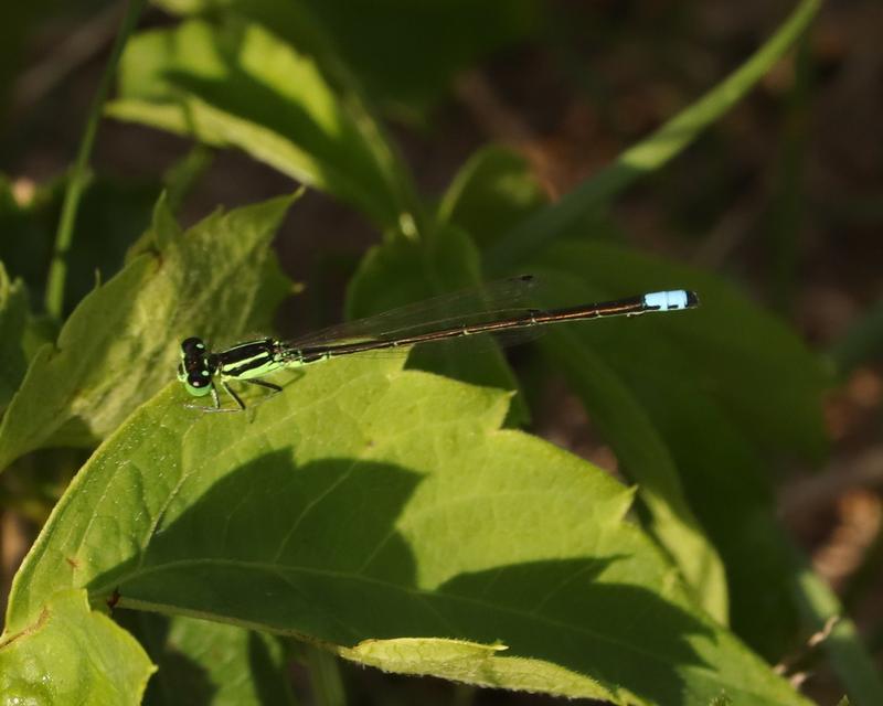 Photo of Eastern Forktail