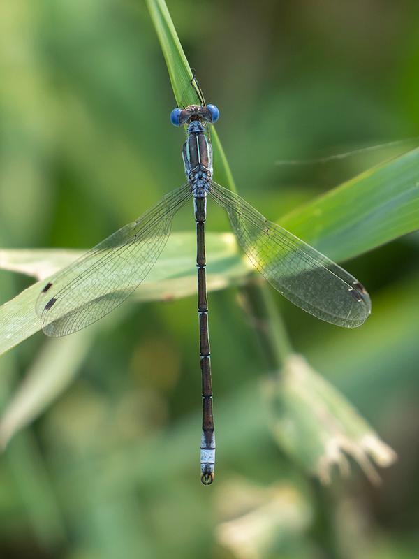 Photo of Lyre-tipped Spreadwing