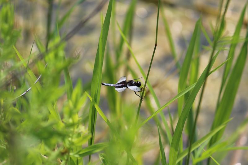 Photo of Widow Skimmer