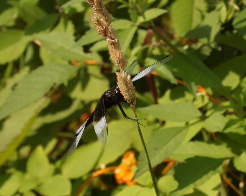 Photo of Widow Skimmer