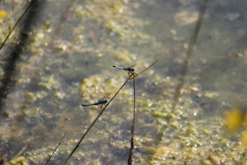 Photo of Blue Dasher