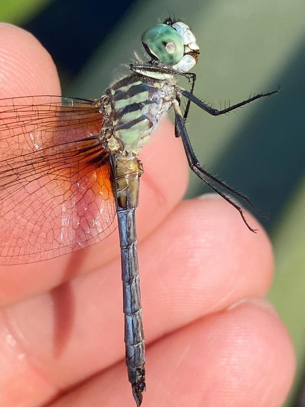 Photo of Blue Dasher