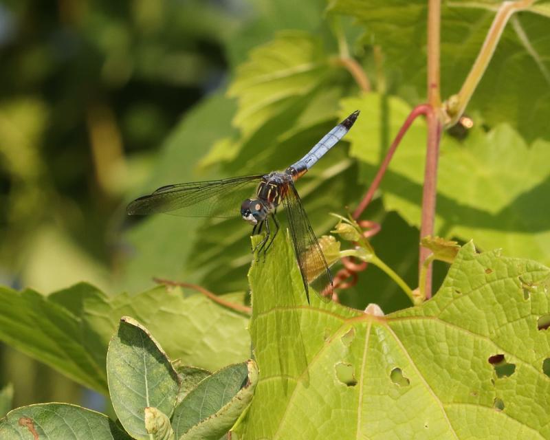 Photo of Blue Dasher
