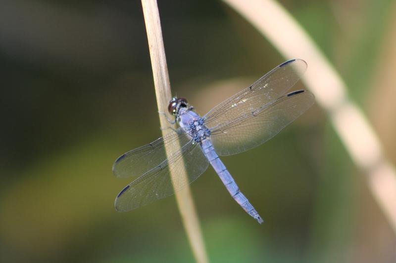 Photo of Slaty Skimmer