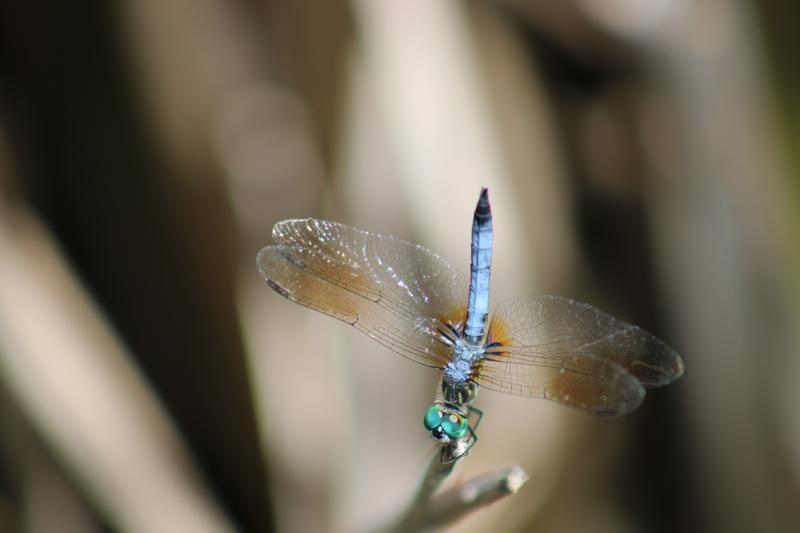 Photo of Blue Dasher