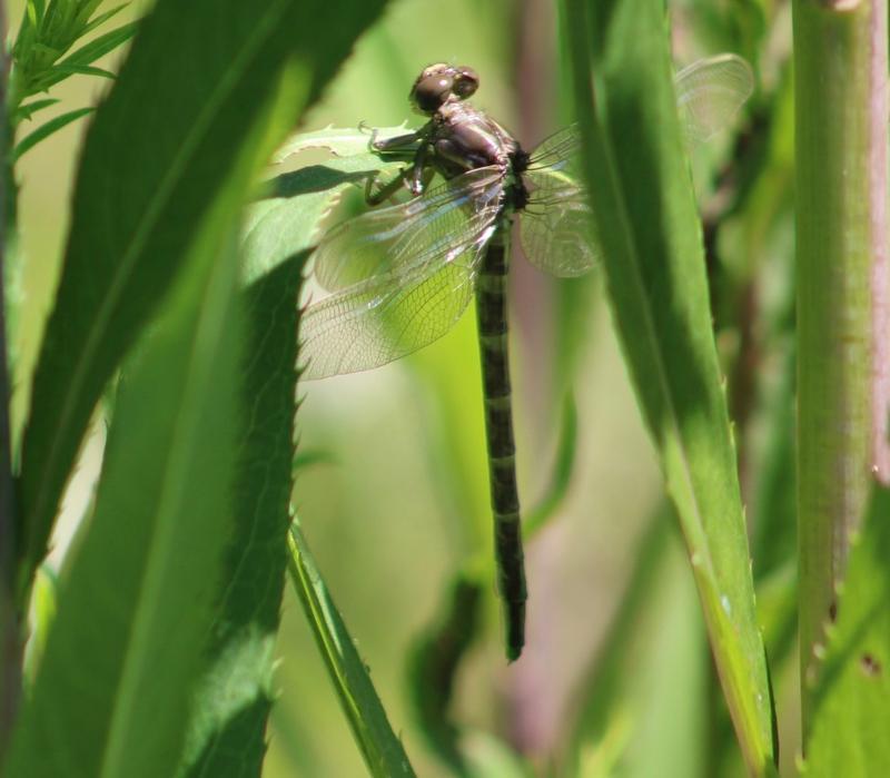 Photo of Arrow Clubtail