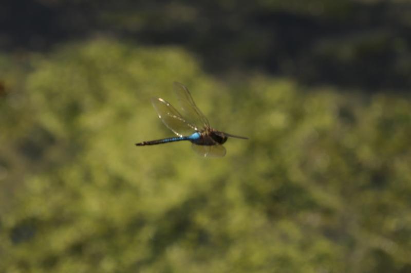 Photo of Common Green Darner