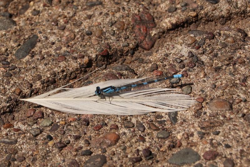 Photo of Tule Bluet