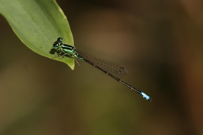 Photo of Eastern Forktail