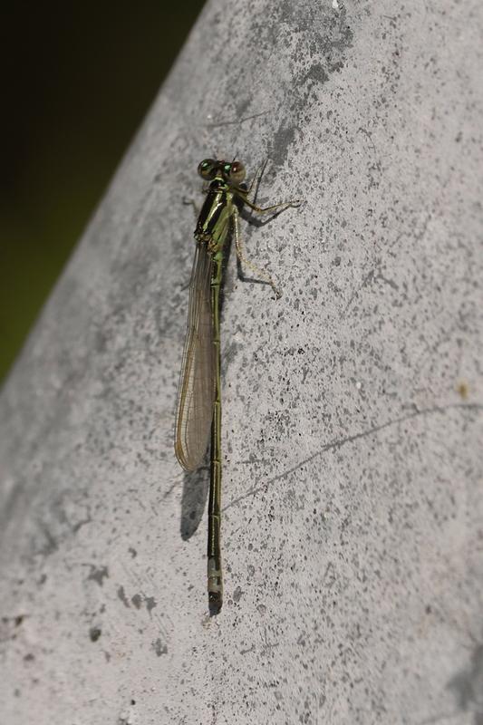 Photo of Eastern Forktail