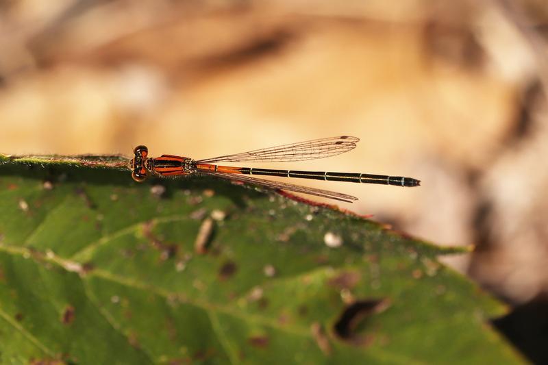 Photo of Eastern Forktail