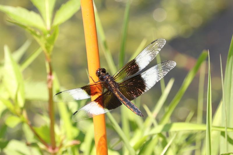 Photo of Widow Skimmer