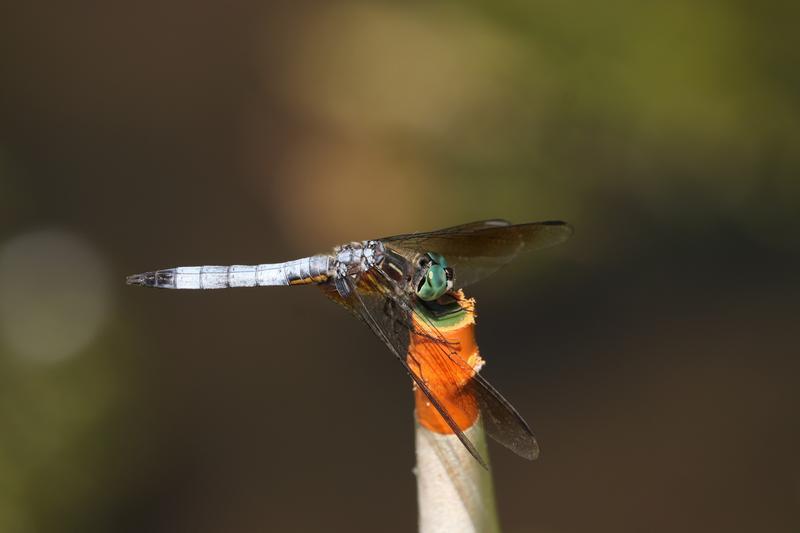 Photo of Blue Dasher
