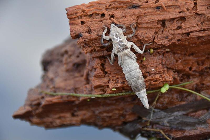 Photo of Elusive Clubtail