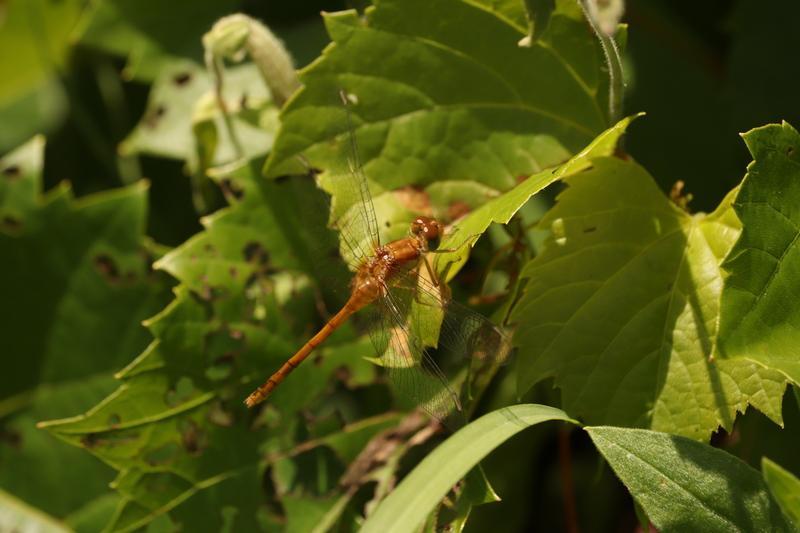 Photo of Autumn Meadowhawk