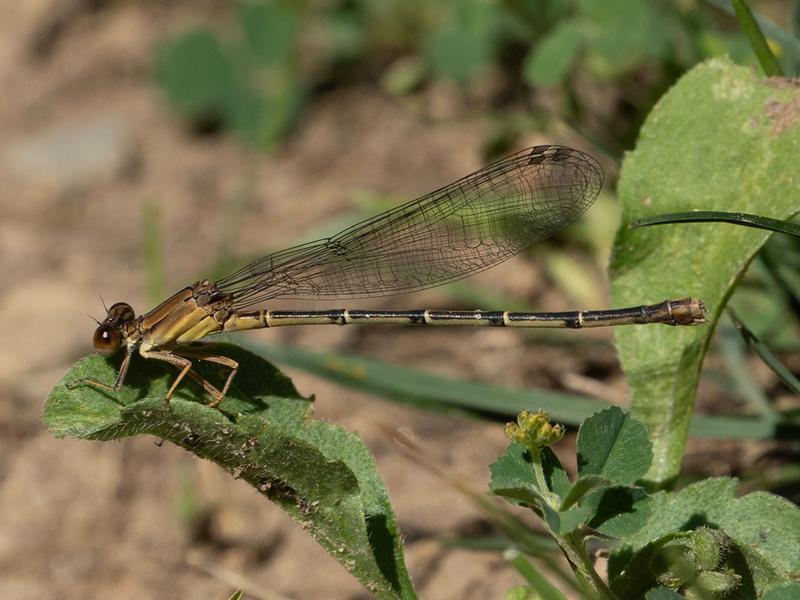 Photo of Blue-fronted Dancer