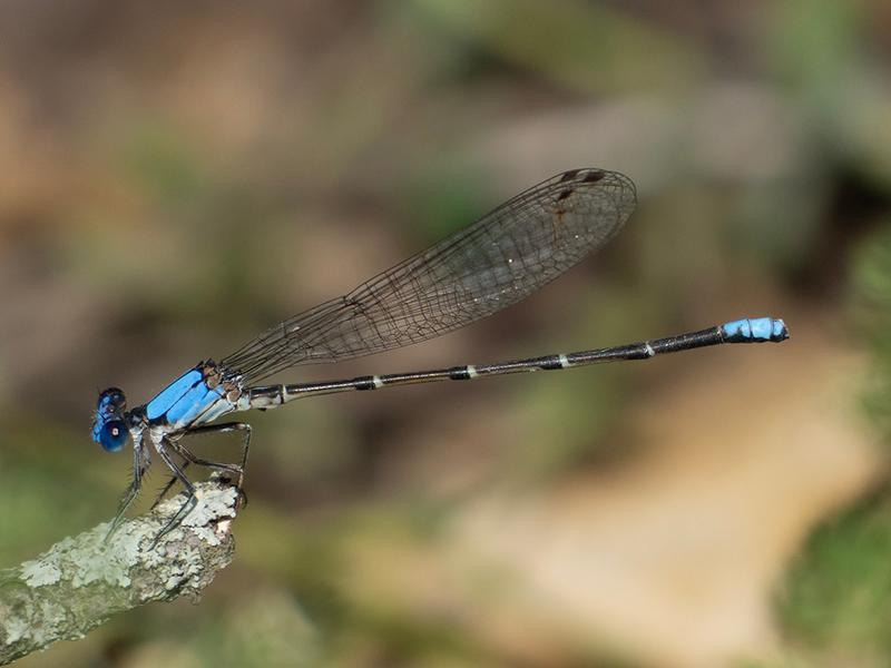 Photo of Blue-fronted Dancer