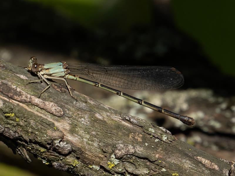 Photo of Blue-fronted Dancer