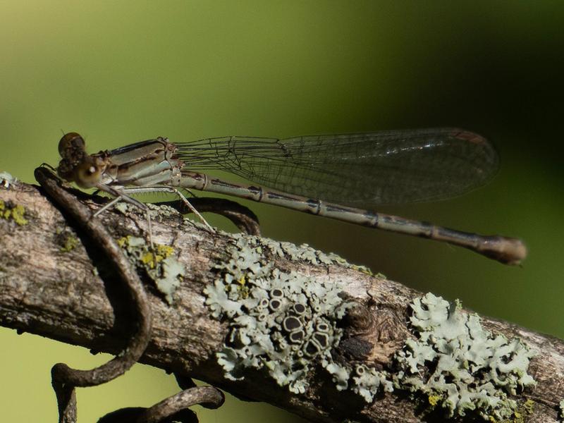 Photo of Variable Dancer (Violet Dancer ssp.)