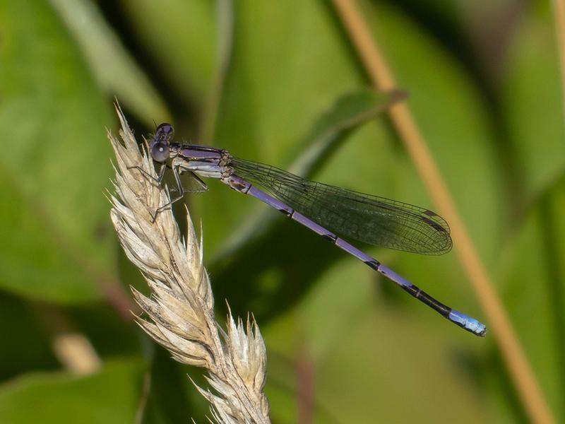 Photo of Variable Dancer (Violet Dancer ssp.)