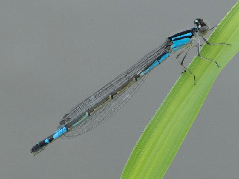 Photo of Azure Bluet