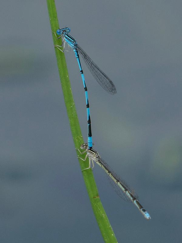 Photo of Double-striped Bluet