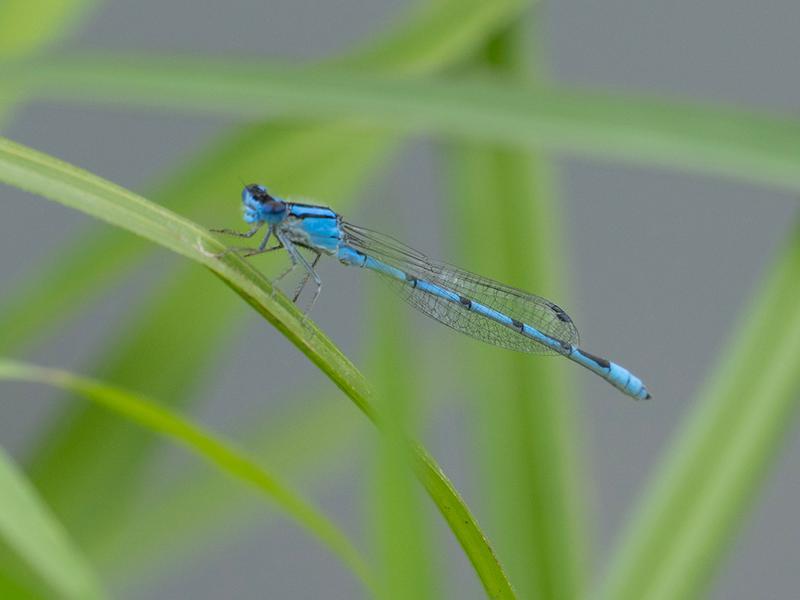 Photo of Familiar Bluet