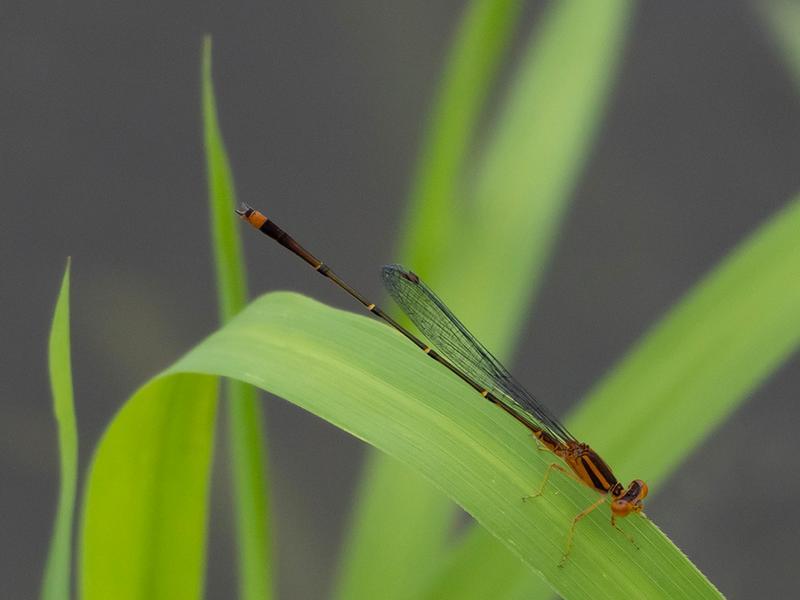 Photo of Orange Bluet