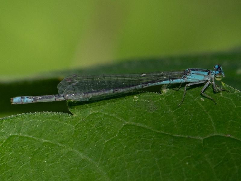 Photo of Slender Bluet