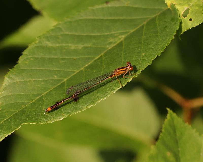 Photo of Orange Bluet