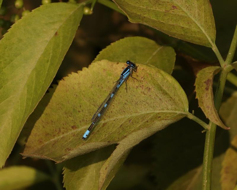 Photo of Tule Bluet