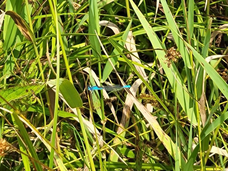 Photo of Azure Bluet