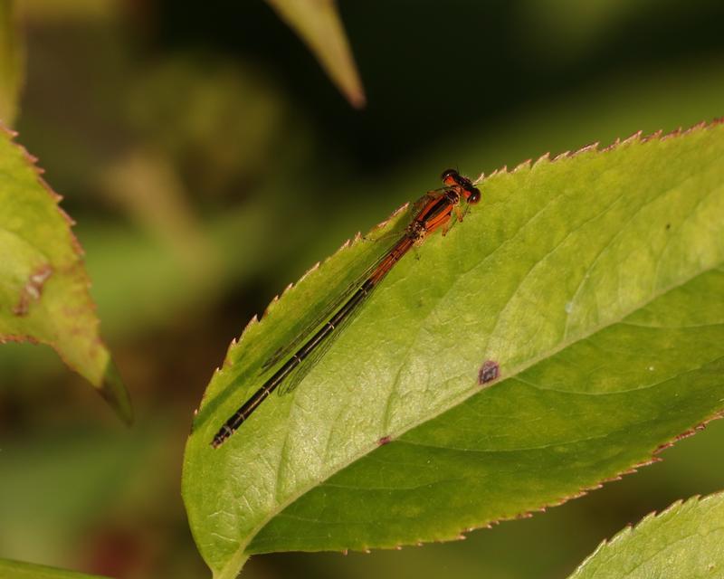 Photo of Eastern Forktail