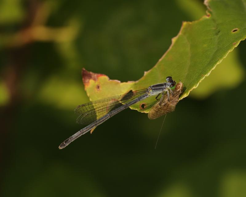 Photo of Eastern Forktail