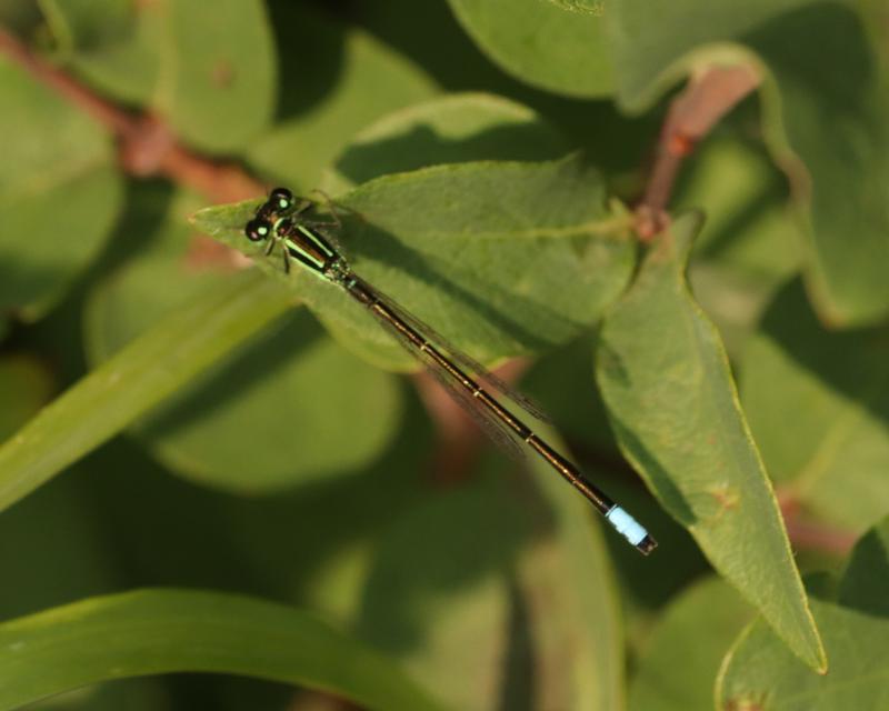 Photo of Eastern Forktail